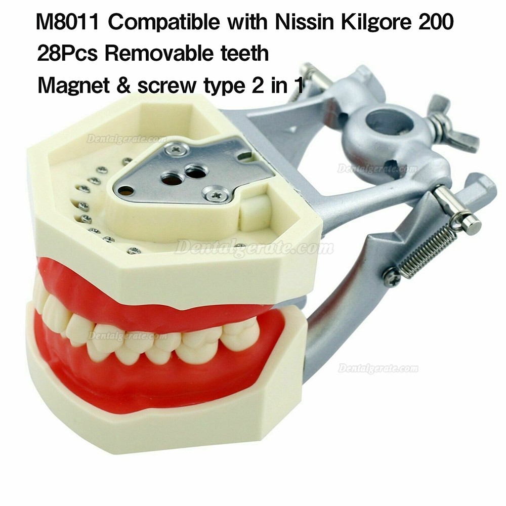 Zahnmodelle Arbeitsmodelle im Artikulator M8011/M8012 Kompatibel Nissin Kilgore 200